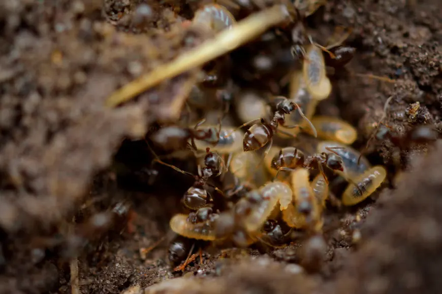 Signs of termites in your home, Newnan, GA